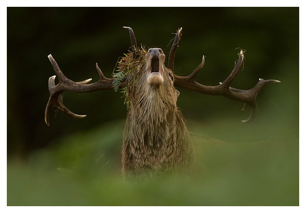 Red-Deer-Stag-Roaring-new-one