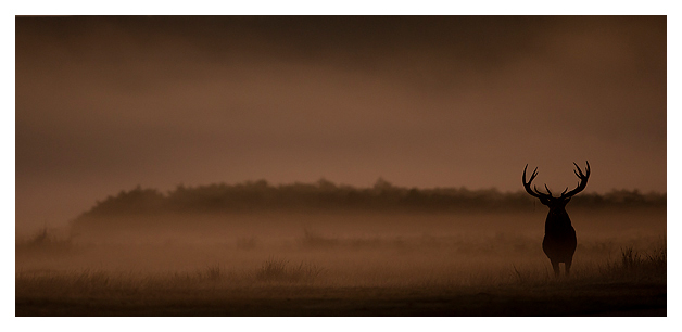 Red-Deer-Stag-at-dawn