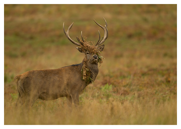Red-Deer-Stag-thrashing-in-the-bracken-1