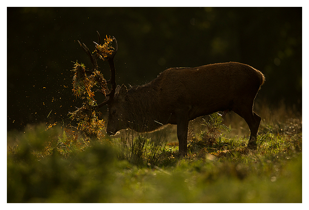 Red-Deer-Stag-thrashing-in-the-bracken-2