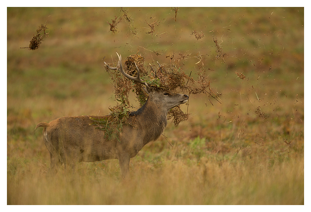 Red-Deer-Stag-thrashing-in-the-bracken