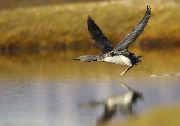 Red-Throated-Diver1
