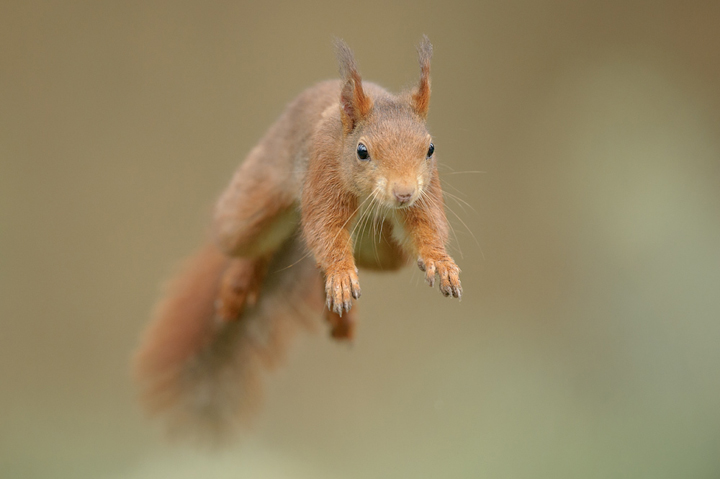 Red-squirrel-jumping_720