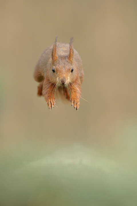 Red-squirrel-jumpnpn720