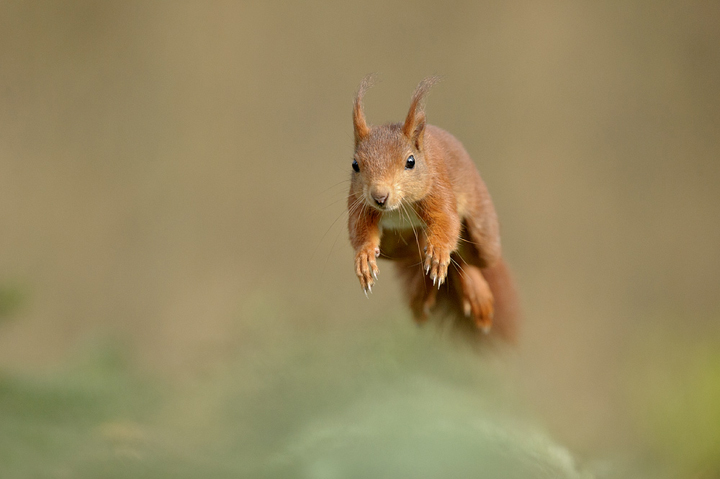 Red-squirrel-male-jumping900_720