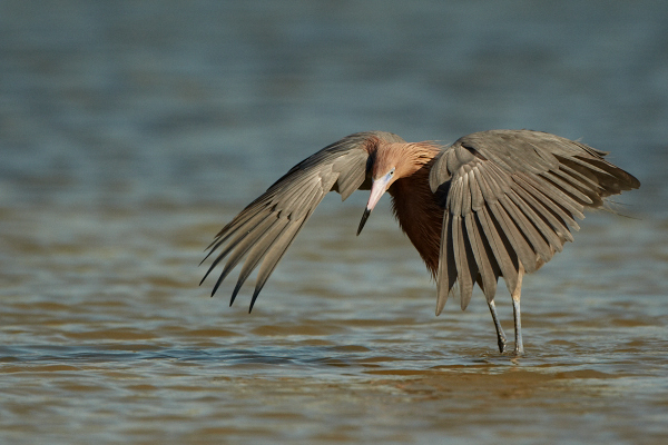 Reddish-Egret