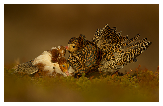 Ruff-Males-displaying-blog
