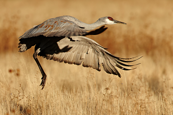 Sandgill-Crane-take-off-run600
