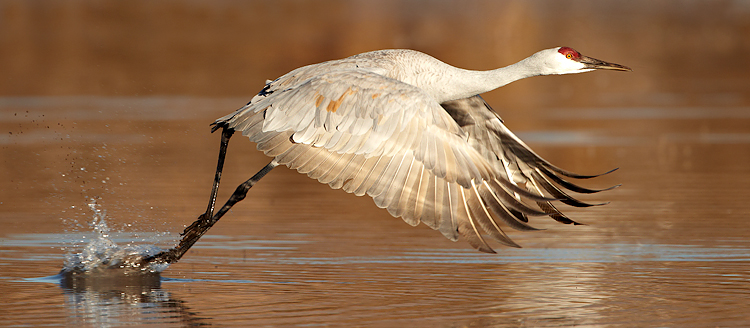 Sandhill-Crane-take-off750