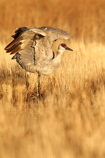Sandhill-Crane600