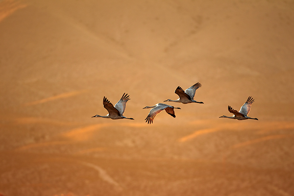 Sandhill-Cranes-in-flight600