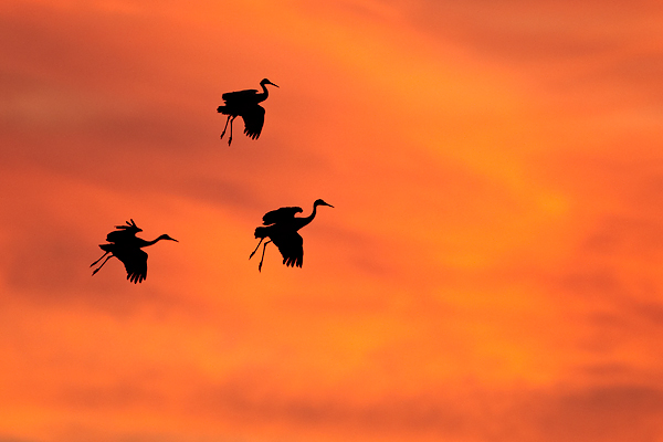 Sandhill-Cranes-silhouette600