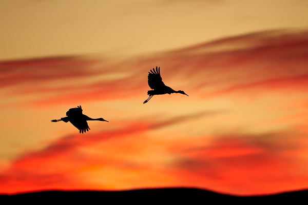 Sandhill-Cranes600