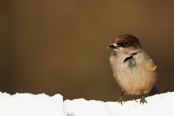 Siberian-Jay