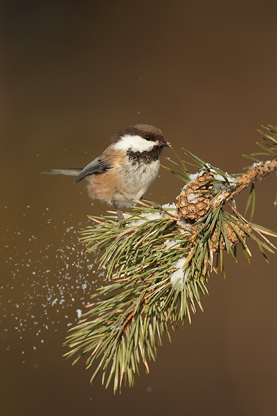 Siberian-Tit-2