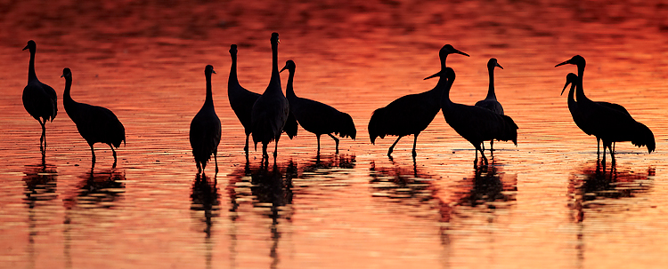 Silhouette-of-Sandhill-Cranes750