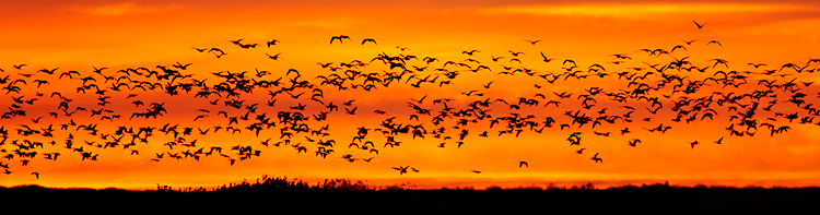 Snowgeese-panoramic750
