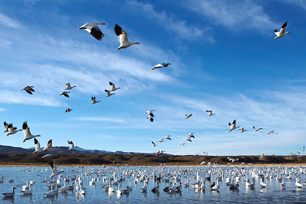 Snowgeese-take-off600