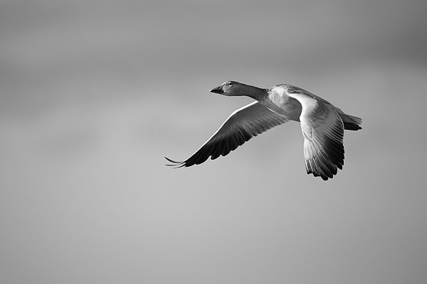 Snowgoose-black-white600