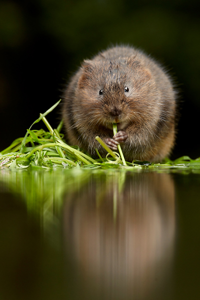 Water-Vole-1