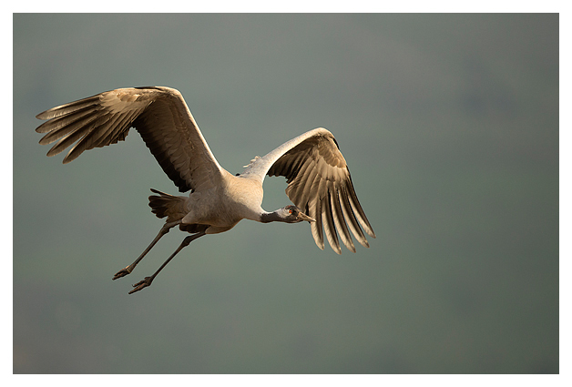 Common Crane in flight 1