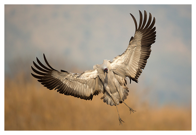 Common Crane in flight 2