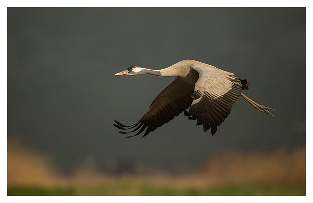 Common Crane in flight 3