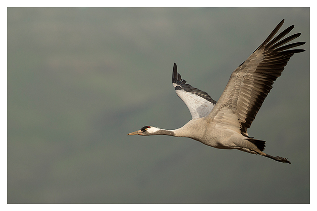 Common Crane in flight 4