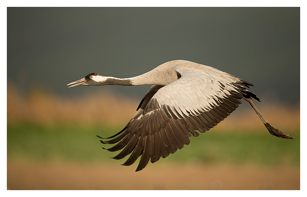 Common Crane in flight