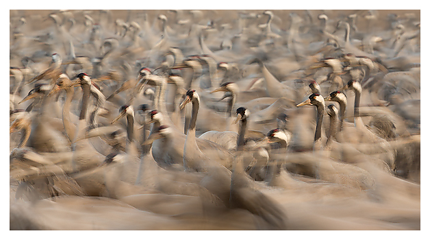 Common Cranes 1