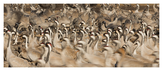Common Cranes 2