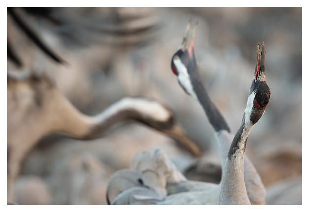 Common Cranes displaying 1