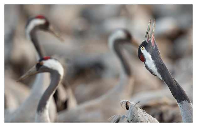 Common Cranes displaying