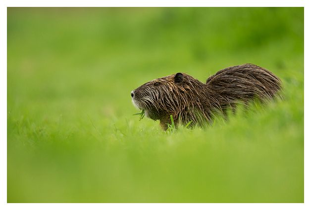 Coypu