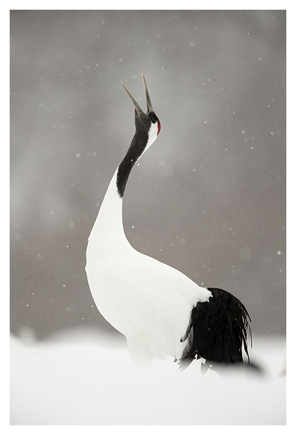 Japanese Crane displaying 1