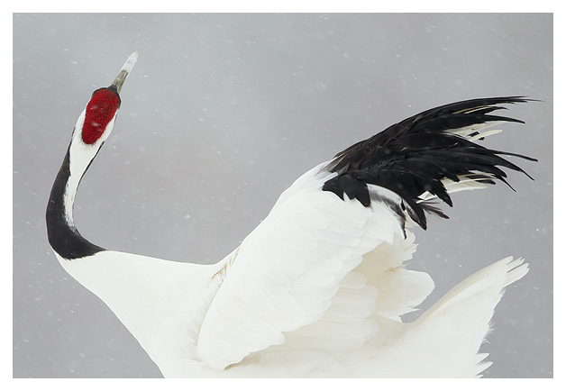 Japanese Crane displaying 2