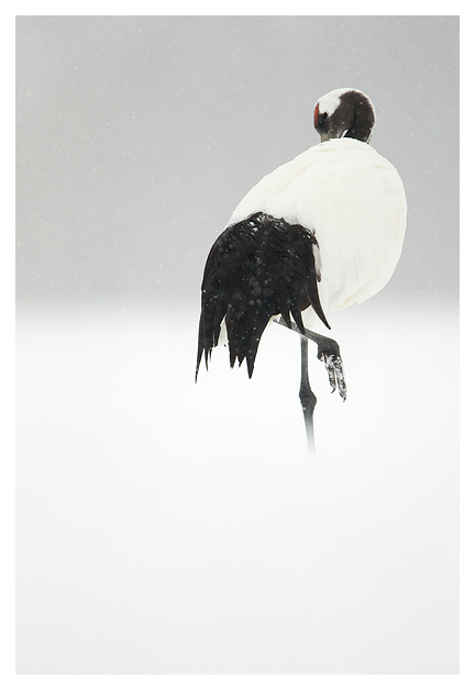 Japanese Crane preening 2