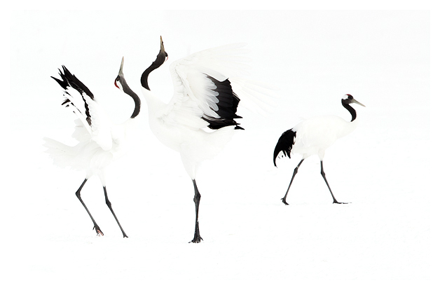 Japanese Cranes displaying 1