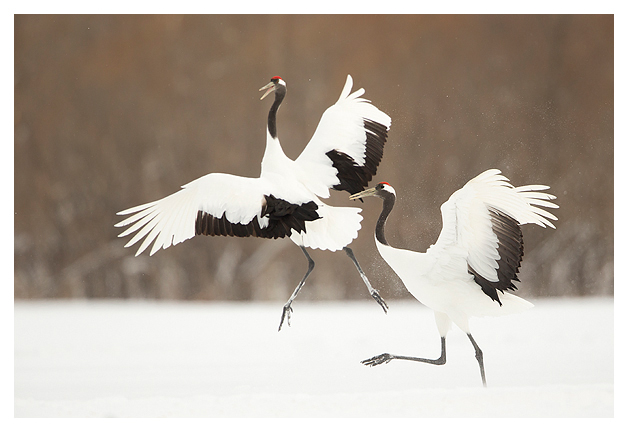 Japanese Cranes displaying 4