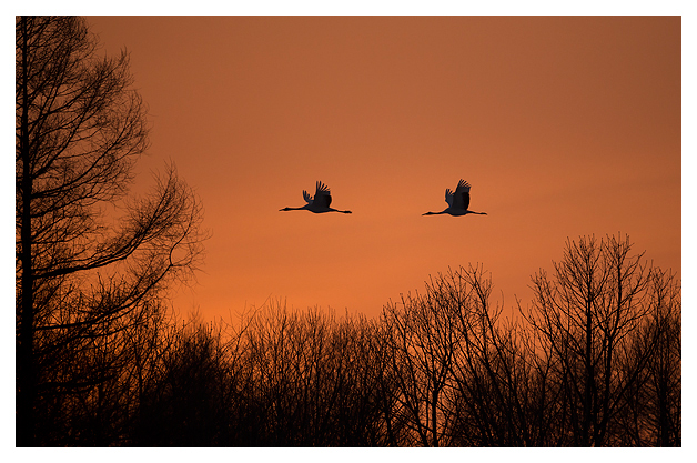 Japanese Cranes in flight at dusk