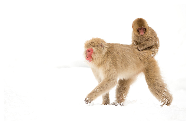 Japanese Macaque and Youngster