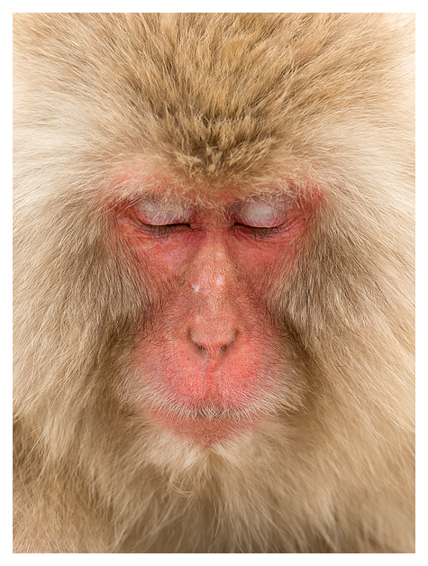 Snow Monkey 2