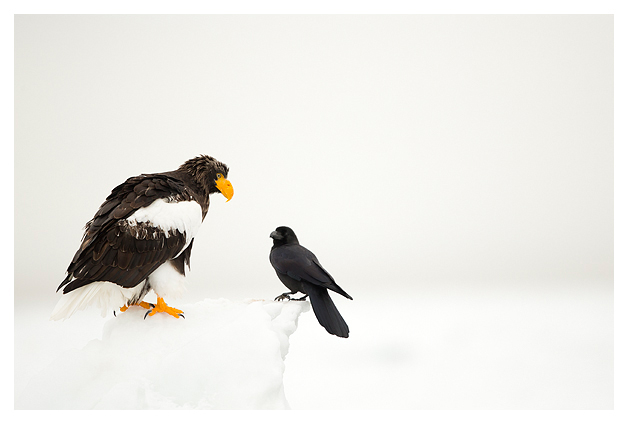 Steller's Eagle and Crow