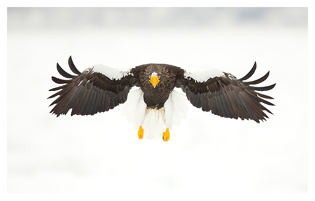 Steller's Eagle blog