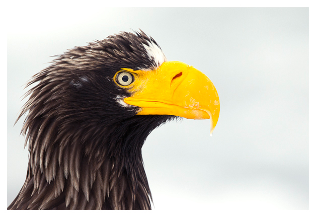 Steller's Sea Eagle 1