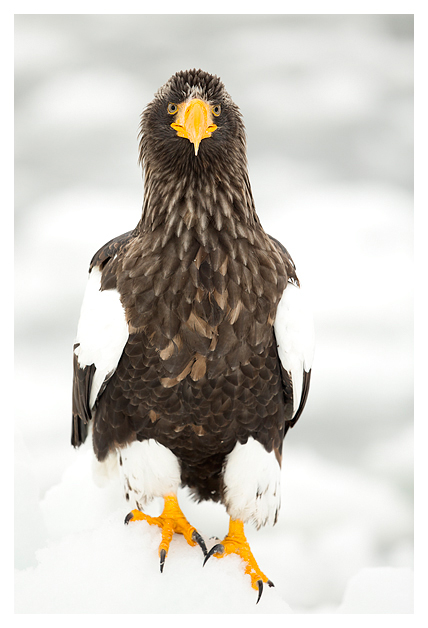 Steller's Sea Eagle