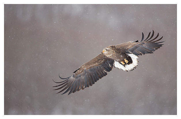 White-tailed Eagle in flight blog