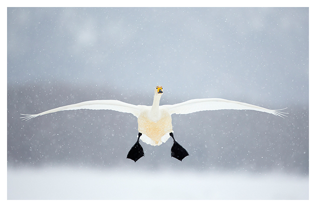 Whooper Swan in flight