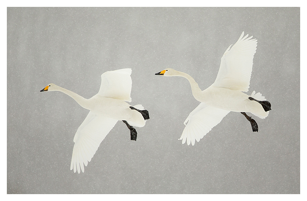 Whooper Swans in flight