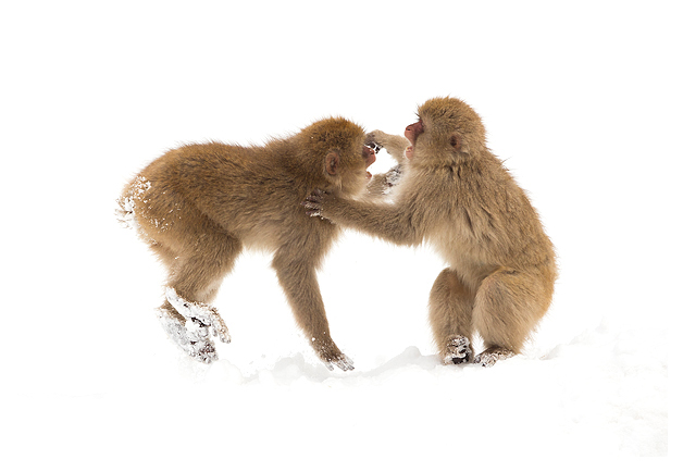 Young Snow Monkeys fighting blog